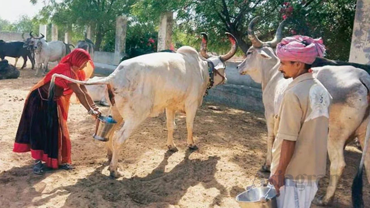 Uttar Pradesh launches pilot project to collect cow urine from farmers
